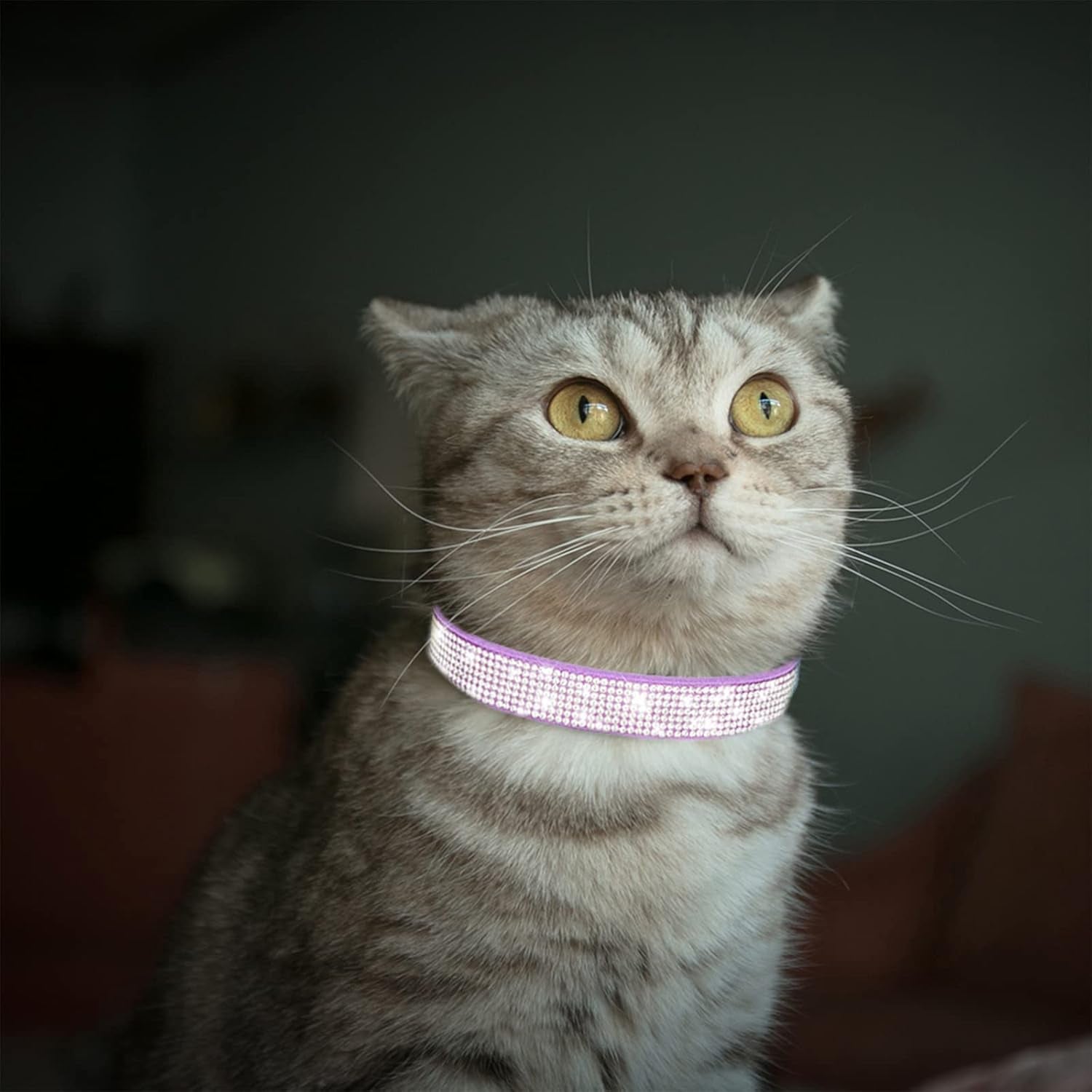 Luxury Rhinestone Dog Collar - Soft Velvet Leather Cat Collar with Adjustable Bling Design for Small, Medium, and Large Pets (Purple, XXS)