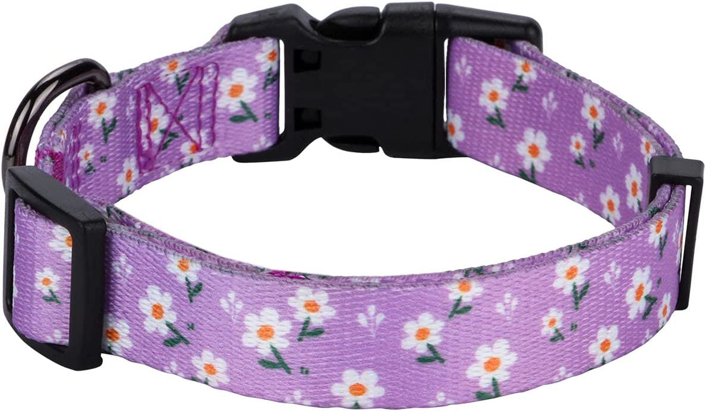 Daisy Floral Design Dog Collar for Small Dogs in Purple